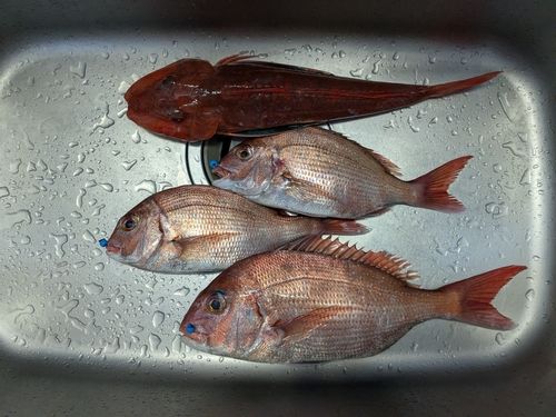 タイの釣果