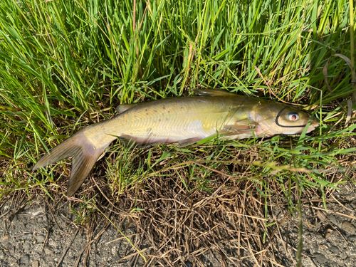 アメリカナマズの釣果