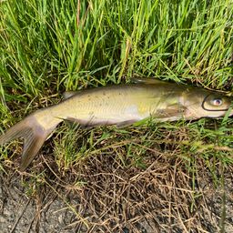 アメリカナマズ