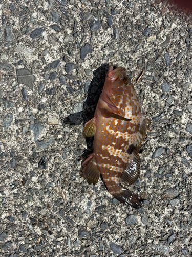 キジハタの釣果