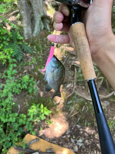 ブルーギルの釣果