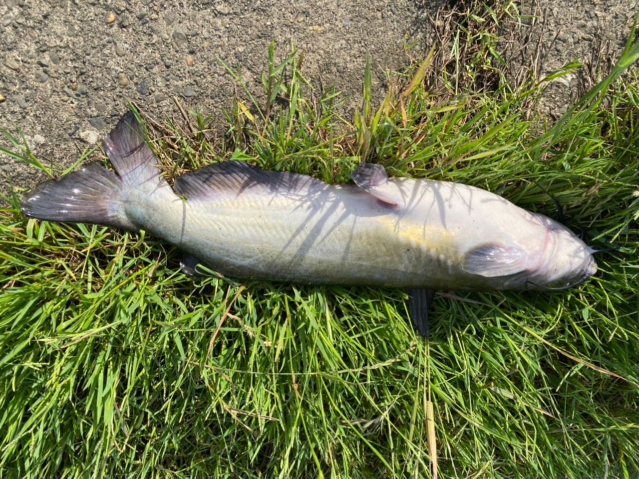 アメリカナマズ