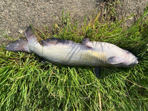 アメリカナマズの釣果