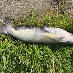 アメリカナマズ