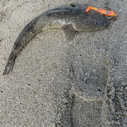 マゴチ