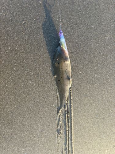 シタビラメの釣果