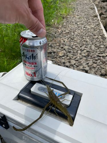 テナガエビの釣果