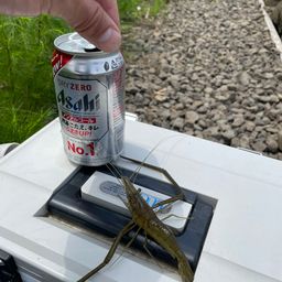 テナガエビ