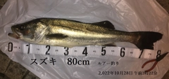 シーバスの釣果