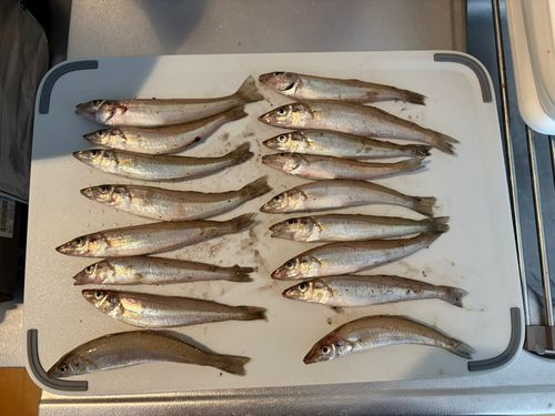 シロギスの釣果
