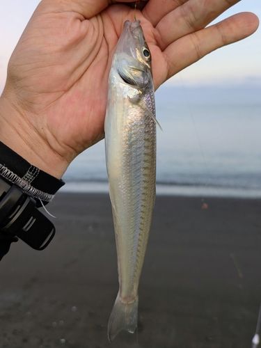 キスの釣果