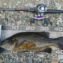 スモールマウスバス