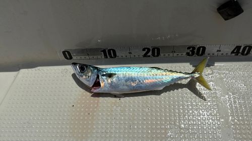サバの釣果