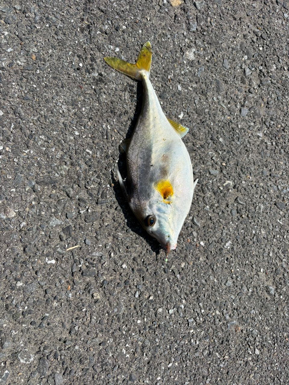 ギマ