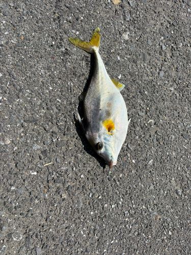 ギマの釣果