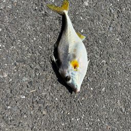 ギマ