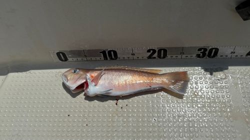 アマダイの釣果