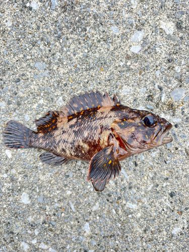 ムラソイの釣果