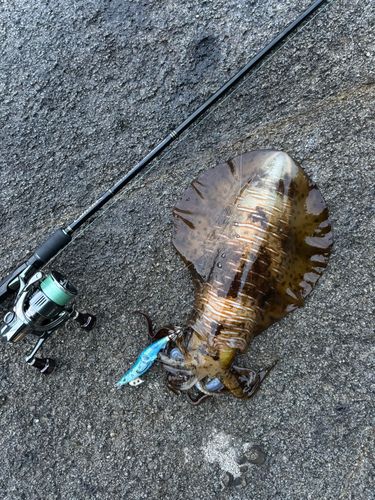 アオリイカの釣果