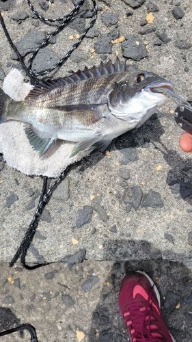 小湊漁港（鹿児島）