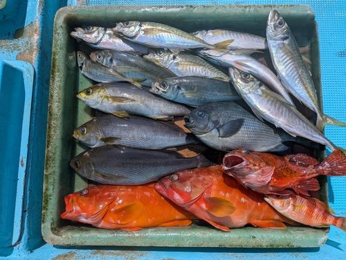 アカハタの釣果