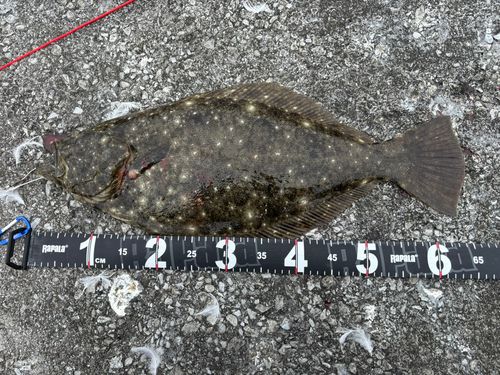 ヒラメの釣果