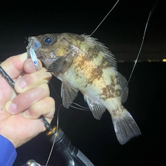 メバルの釣果