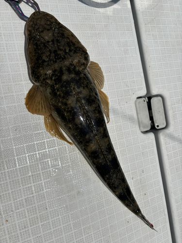 マゴチの釣果