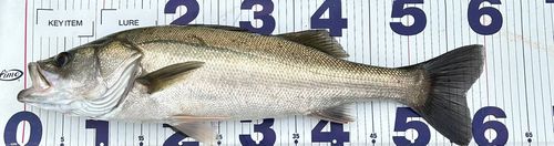 シーバスの釣果