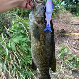 スモールマウスバス