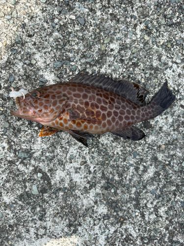 オオモンハタの釣果