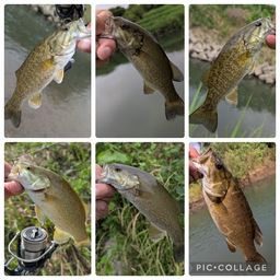 スモールマウスバス