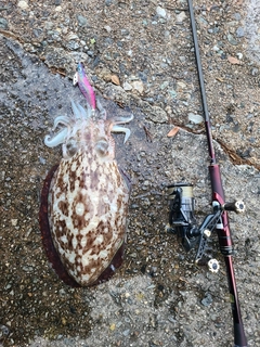 モンゴウイカの釣果