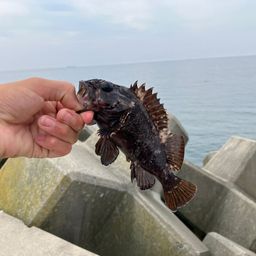 オウゴンムラソイ