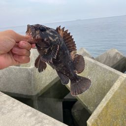 オウゴンムラソイ