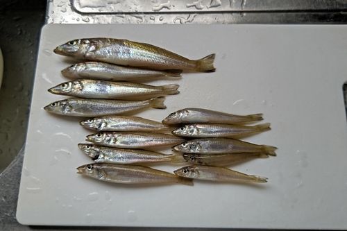 キスの釣果