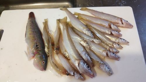 キスの釣果
