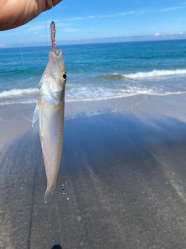 君ヶ浜海岸
