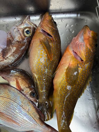 アコウの釣果