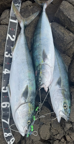 イナダの釣果