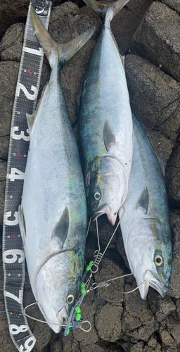 イナダの釣果