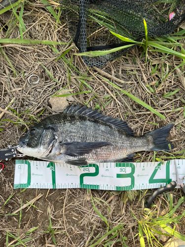 チヌの釣果