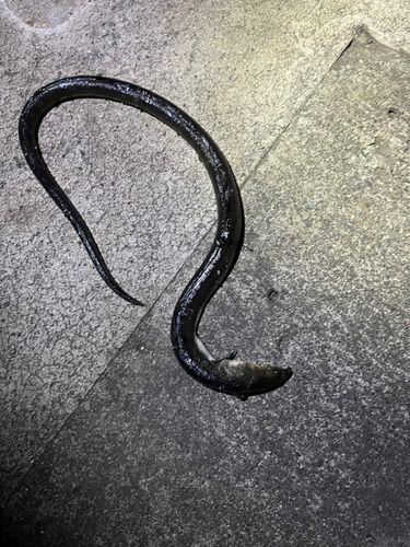 アナゴの釣果