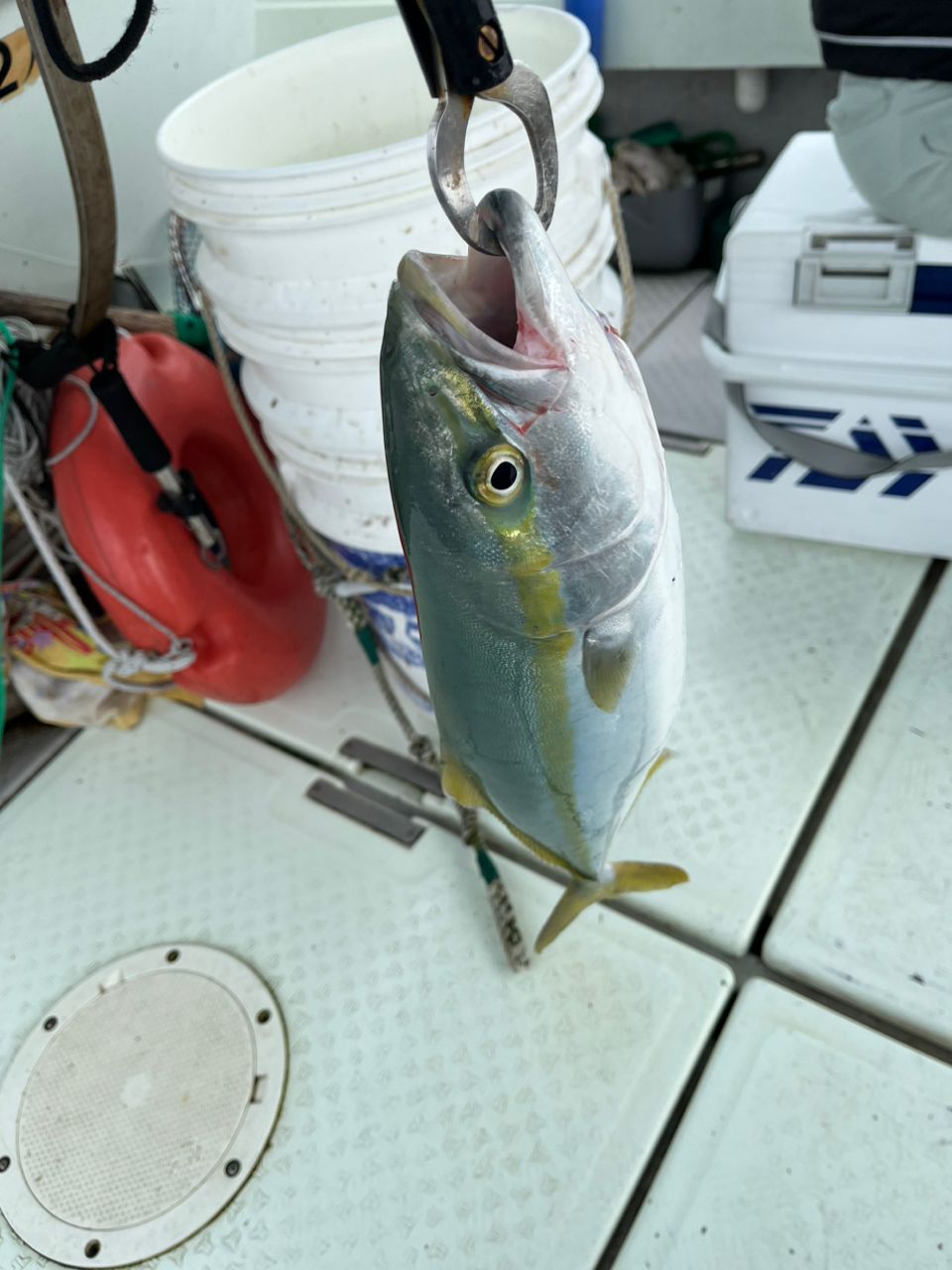 ハマチ