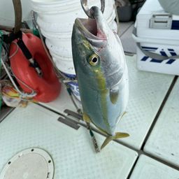 ハマチ