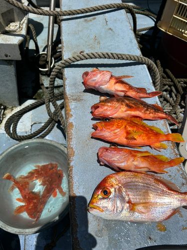 オニカサゴの釣果