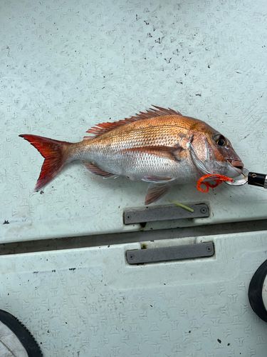 タイの釣果