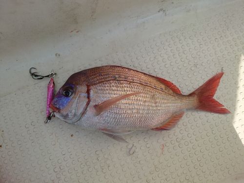 キダイの釣果