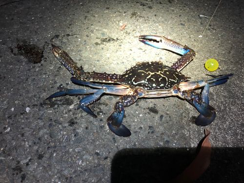 タイワンガザミ