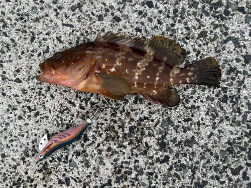 キジハタの釣果